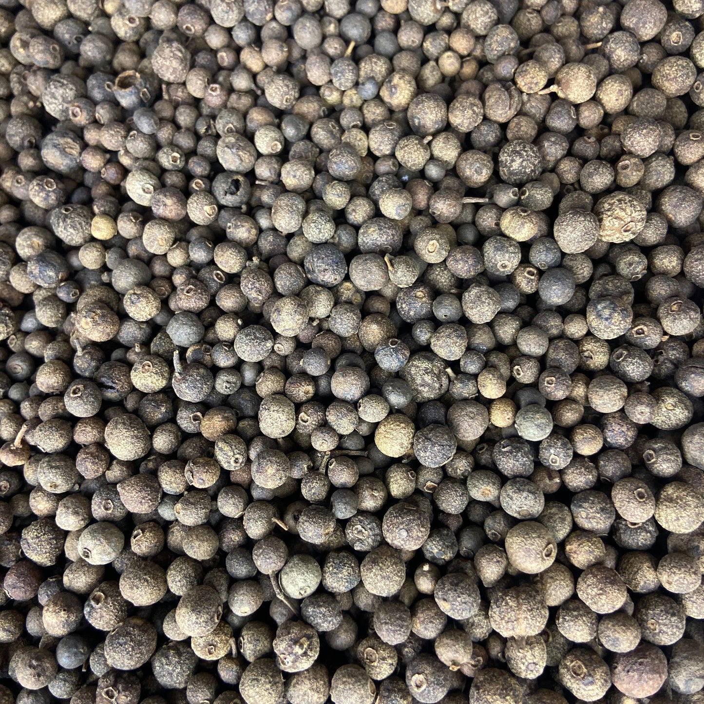 بهار اسود حب - حبة كبيرة