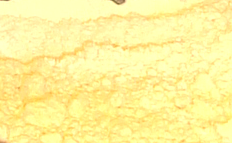 بودرة الثوم