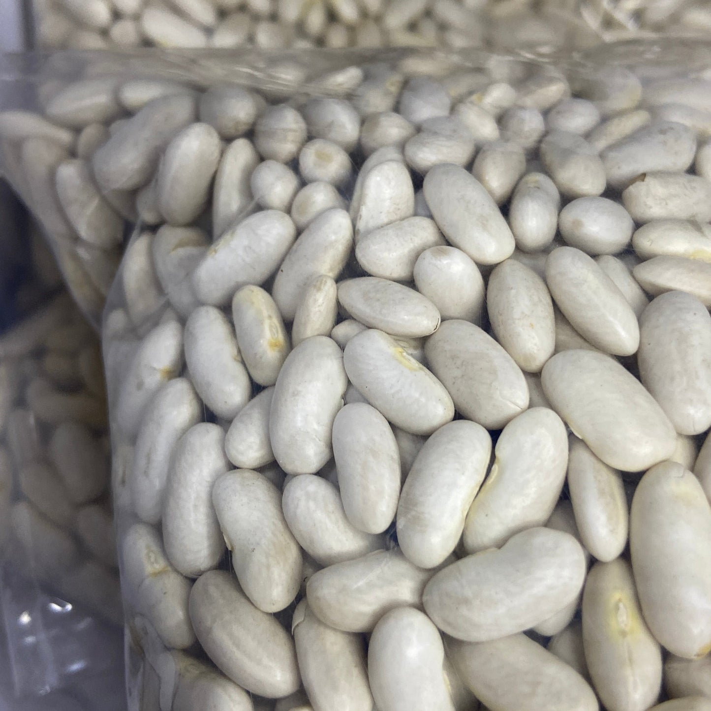 فاصولياء صنوبرية